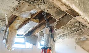 Why You Should Choose Our Mold Remediation Services in New City, NY